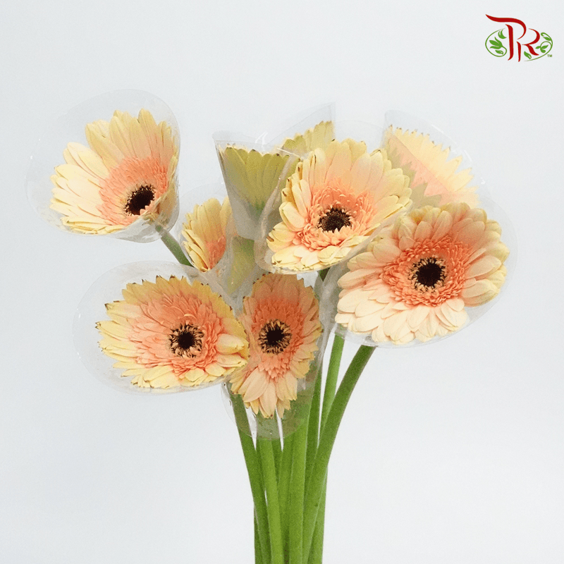 Gerbera - Laguna Beige (10 Stems)-10 Stems-Malaysia-prflorist.com.my