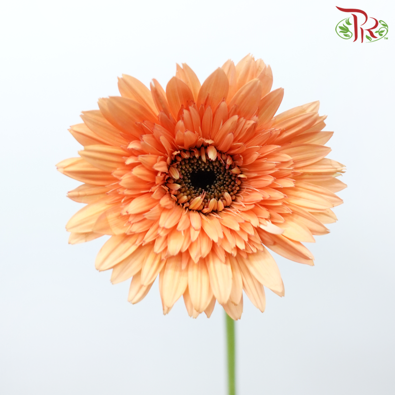 Gerbera - Light Orange (9-10 Stems)-Malaysia-prflorist.com.my