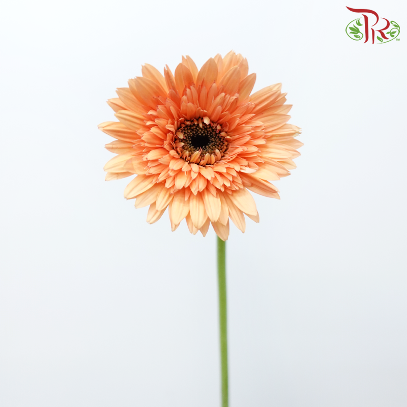 Gerbera - Light Orange (9-10 Stems)-Malaysia-prflorist.com.my