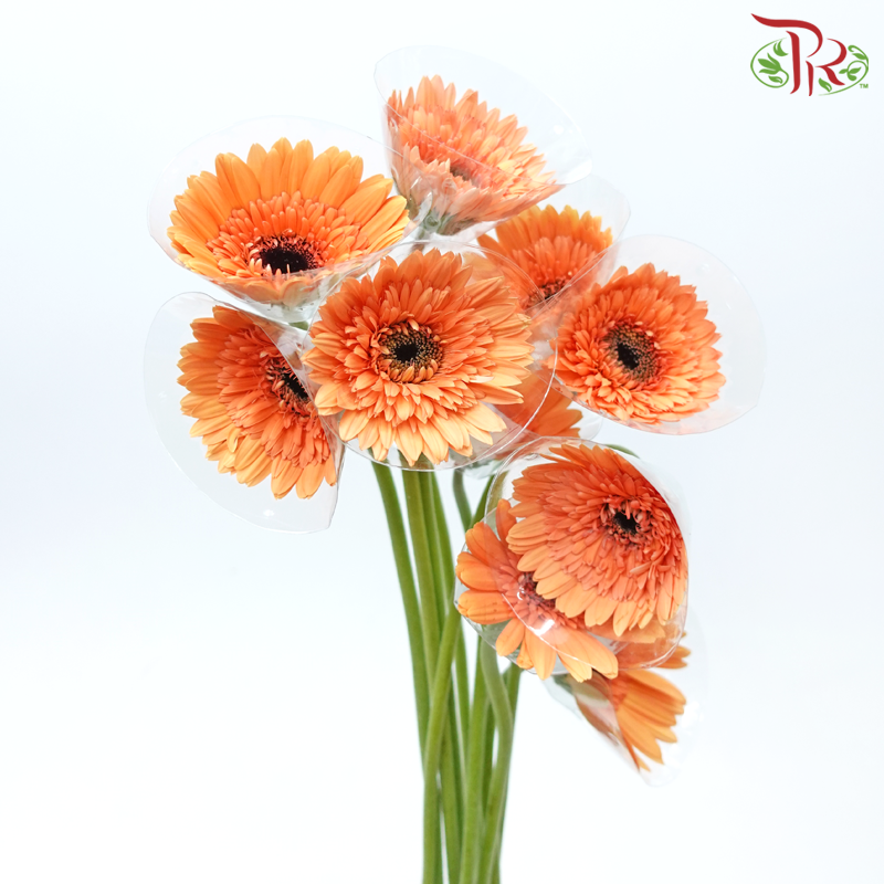 Gerbera - Light Orange (9-10 Stems)-Malaysia-prflorist.com.my