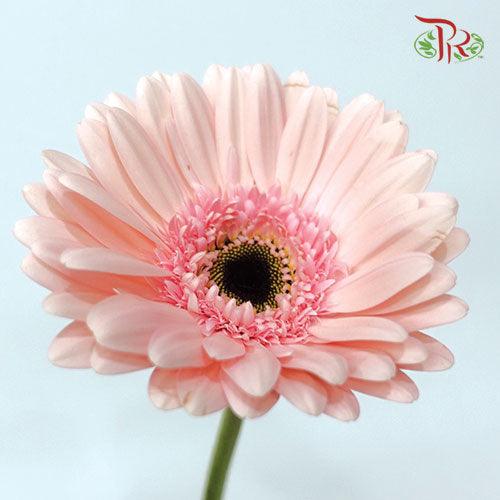 Gerbera - Light Pink 2 (9-10 Stems)-Malaysia-prflorist.com.my
