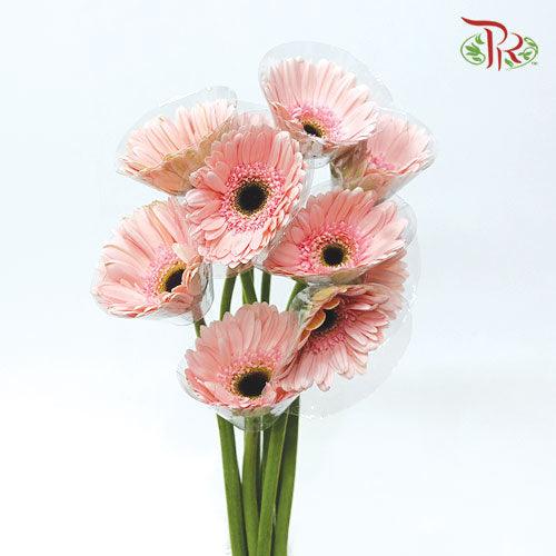Gerbera - Light Pink 2 (9-10 Stems)-Malaysia-prflorist.com.my