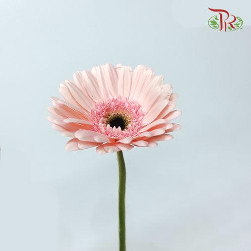 Gerbera - Light Pink 2 (9-10 Stems)-Malaysia-prflorist.com.my
