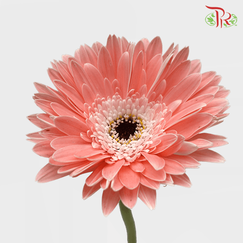 Gerbera - Light Pink (9-10 Stems)-Malaysia-prflorist.com.my