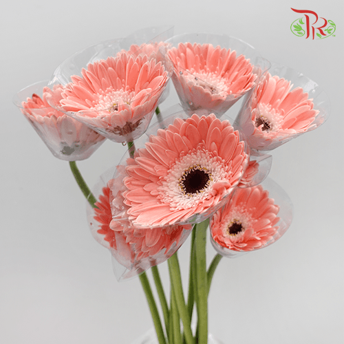 Gerbera - Light Pink (9-10 Stems)-Malaysia-prflorist.com.my