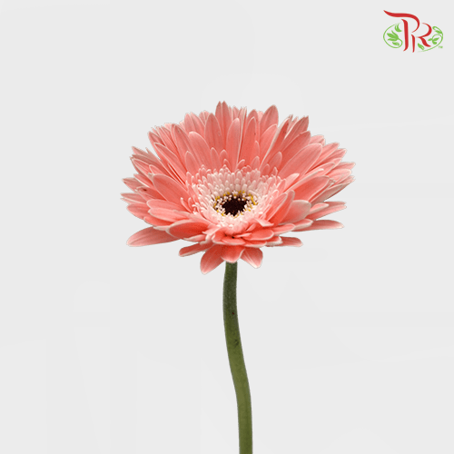 Gerbera - Light Pink (9-10 Stems)-Malaysia-prflorist.com.my