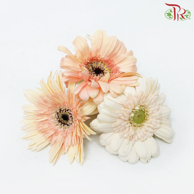 Gerbera Loose (500 gram) (Random Choose Colour)-Malaysia-prflorist.com.my
