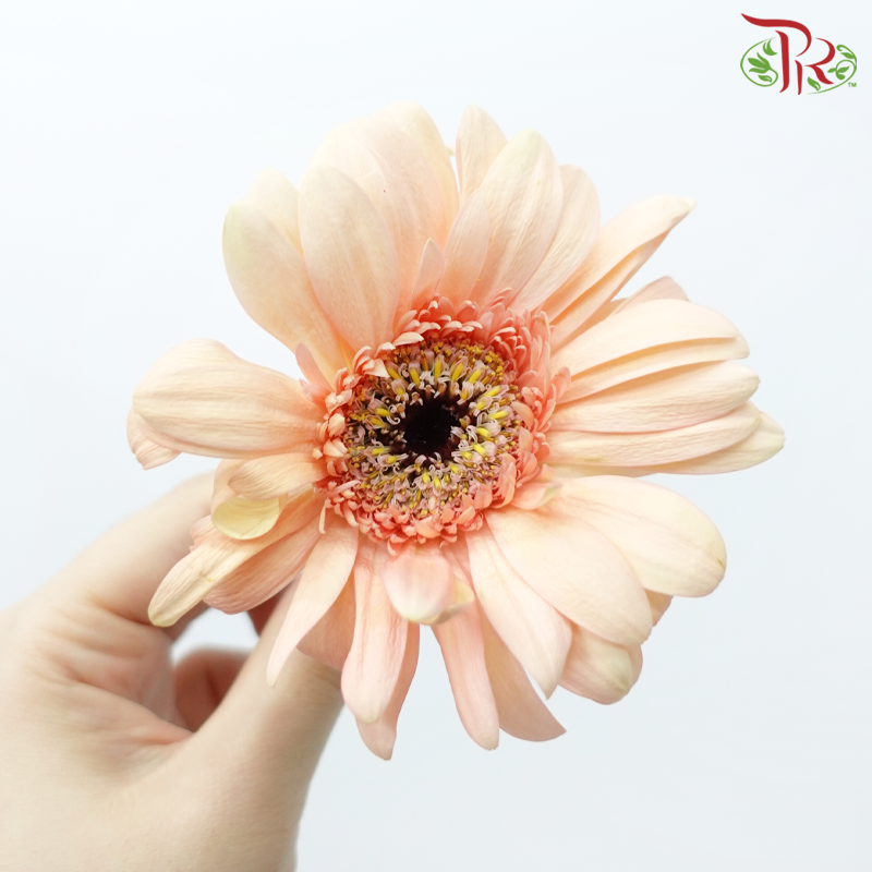 Gerbera Loose (500 gram) (Random Choose Colour)-Malaysia-prflorist.com.my