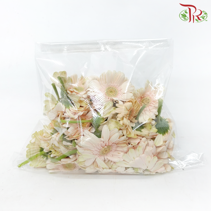 Gerbera Loose (500 gram) (Random Choose Colour)-Malaysia-prflorist.com.my