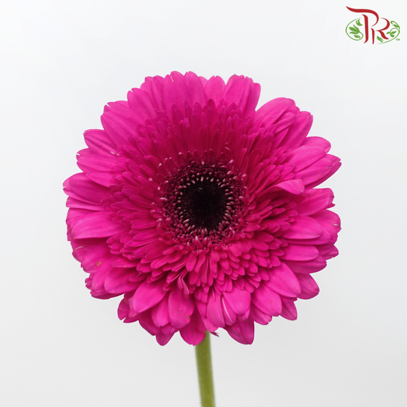 Gerbera - Magenta (9-10 Stems)-10 Stems-Malaysia-prflorist.com.my