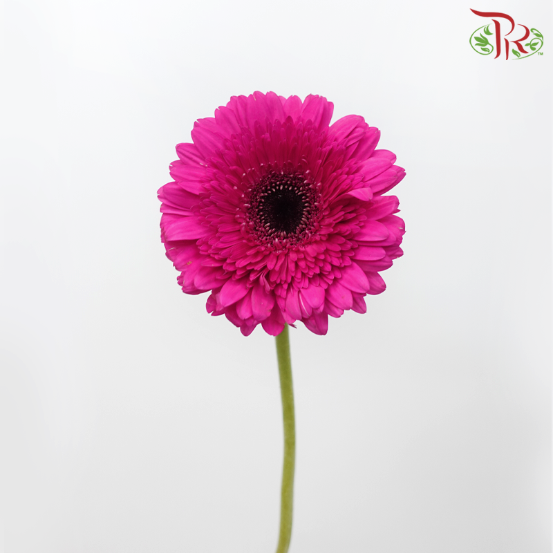 Gerbera - Magenta (9-10 Stems)-10 Stems-Malaysia-prflorist.com.my