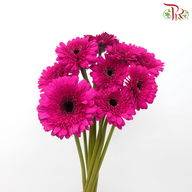 Gerbera - Magenta (9-10 Stems)-10 Stems-Malaysia-prflorist.com.my