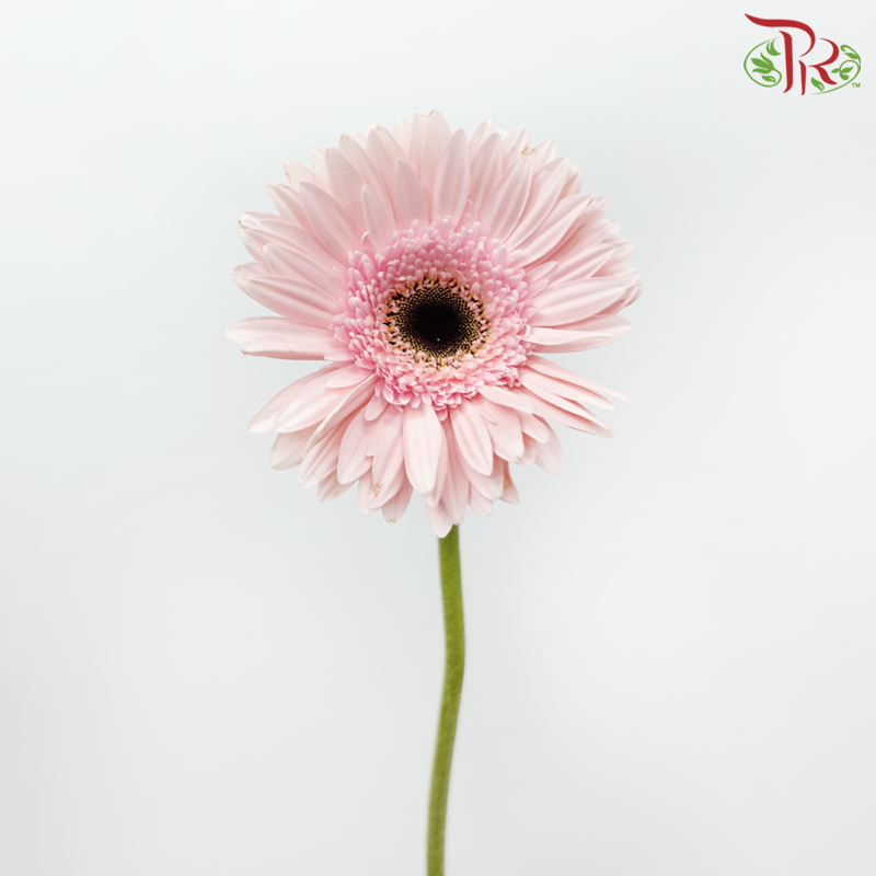 Gerbera - Marmara (9-10 Stems)-Malaysia-prflorist.com.my