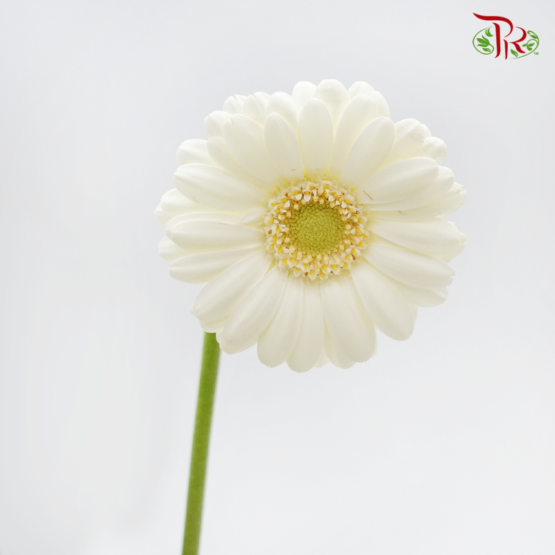 Gerbera Mini - Cream White (5 Stems)-Cream White-Netherland-prflorist.com.my