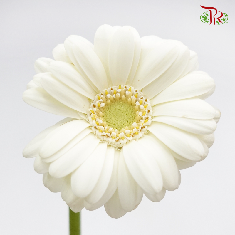 Gerbera Mini - Cream White (5 Stems)-Cream White-Netherland-prflorist.com.my