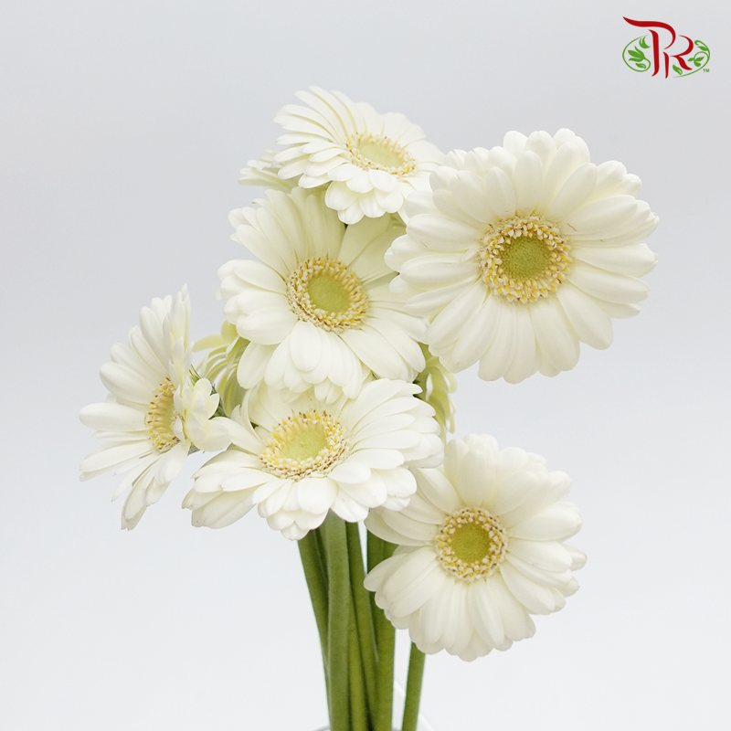 Gerbera Mini -Crystal Kimsey (10 Stems)-Cream White-Vietnam-prflorist.com.my
