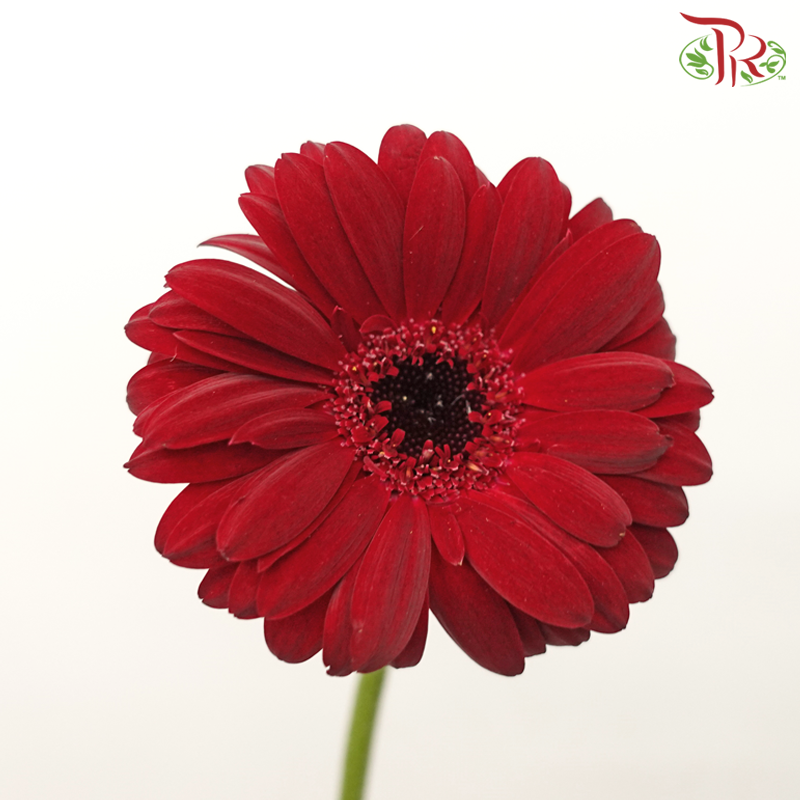 Gerbera Mini - Dark Red (5 Stems)-Dark Red-Netherland-prflorist.com.my