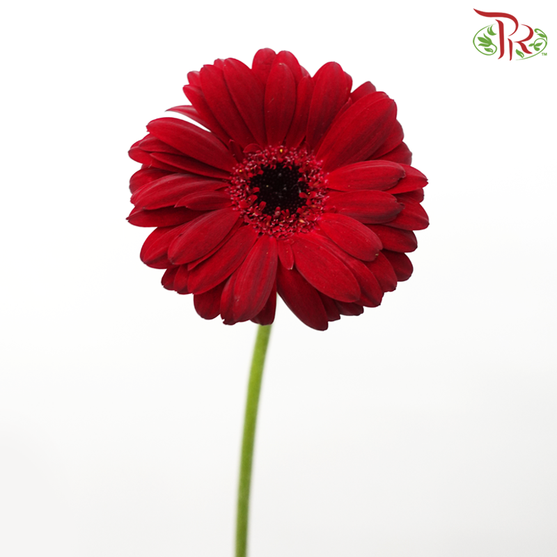 Gerbera Mini - Dark Red (5 Stems)-Dark Red-Netherland-prflorist.com.my