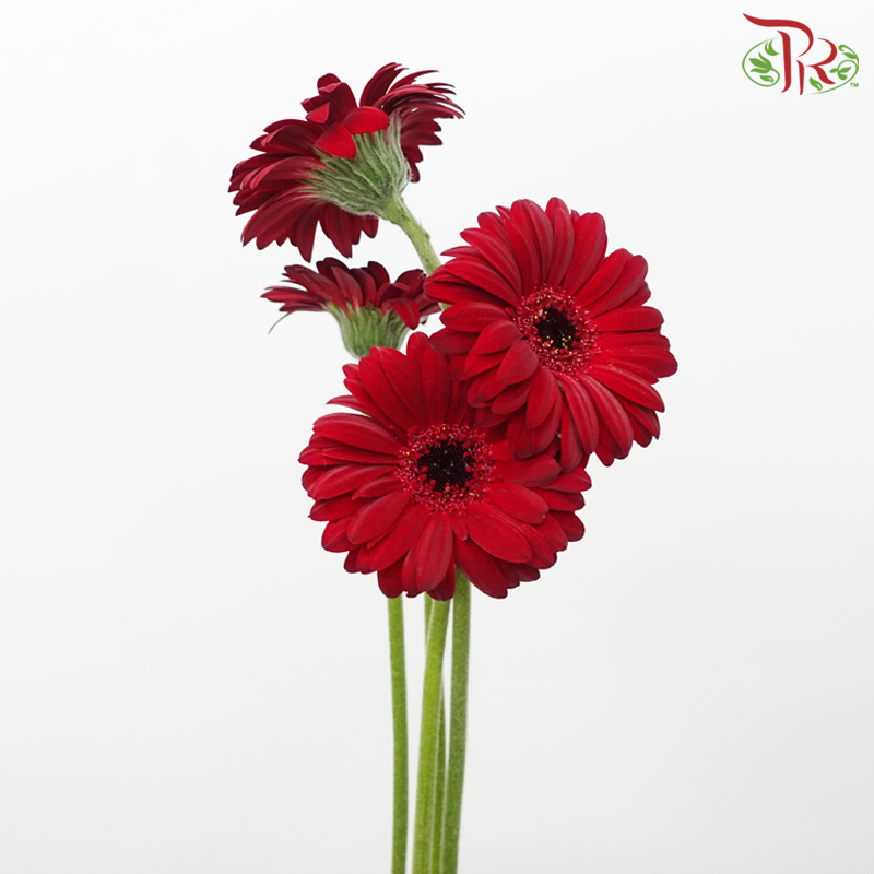 Gerbera Mini - Dark Red (5 Stems)-Dark Red-Netherland-prflorist.com.my
