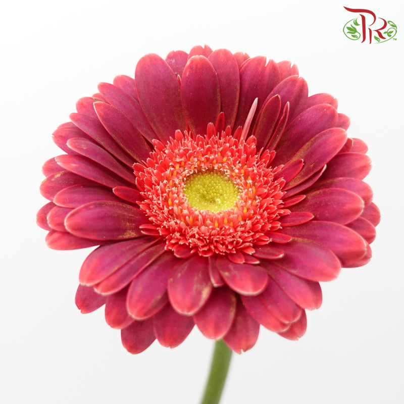 Gerbera Mini - Double Tone Purple With Dark Cherry Pink (5 Stems)-Double Tone Purple With Dark Cherry Pink-Netherland-prflorist.com.my