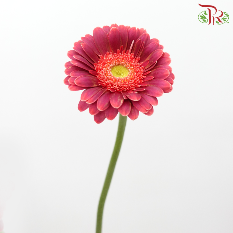 Gerbera Mini - Double Tone Purple With Dark Cherry Pink (5 Stems)-Double Tone Purple With Dark Cherry Pink-Netherland-prflorist.com.my