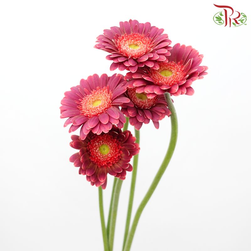 Gerbera Mini - Double Tone Purple With Dark Cherry Pink (5 Stems)-Double Tone Purple With Dark Cherry Pink-Netherland-prflorist.com.my