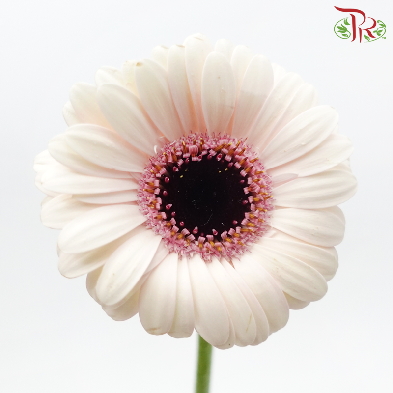 Gerbera Mini - Light Pink With Black Heart (5 Stems)-Light Pink-Netherland-prflorist.com.my