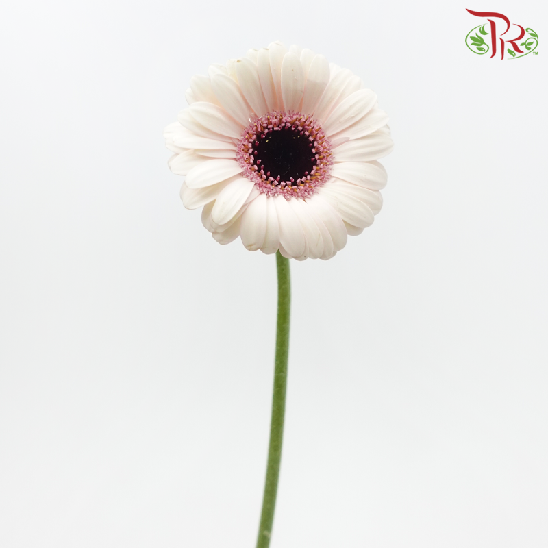 Gerbera Mini - Light Pink With Black Heart (5 Stems)-Light Pink-Netherland-prflorist.com.my