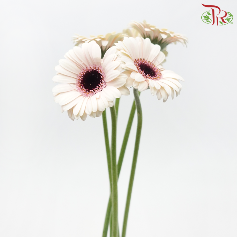 Gerbera Mini - Light Pink With Black Heart (5 Stems)-Light Pink-Netherland-prflorist.com.my