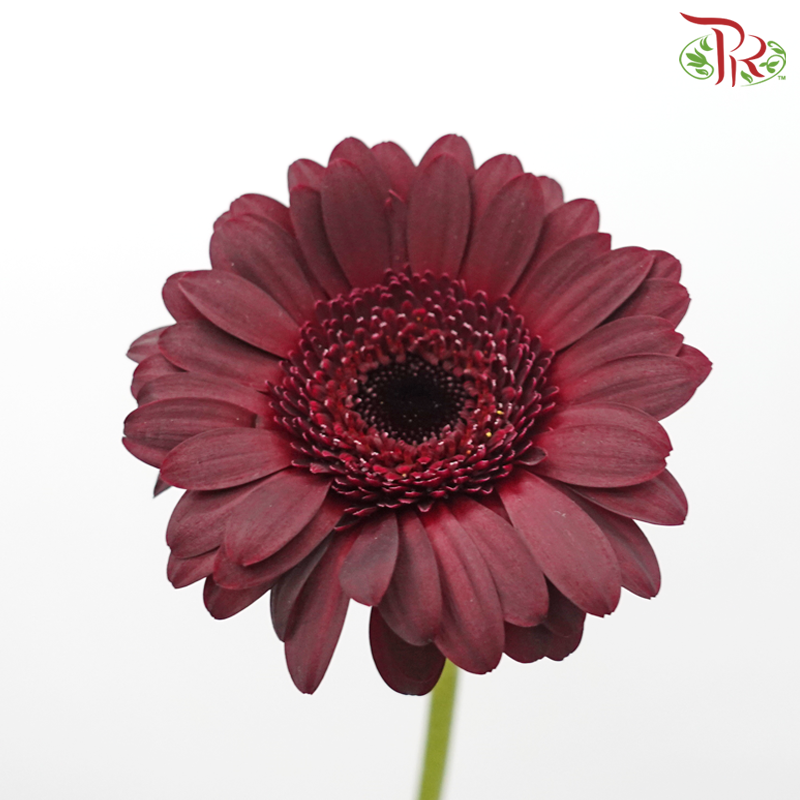 Gerbera Mini - Maroon (5 Stems)-Maroon-Netherland-prflorist.com.my