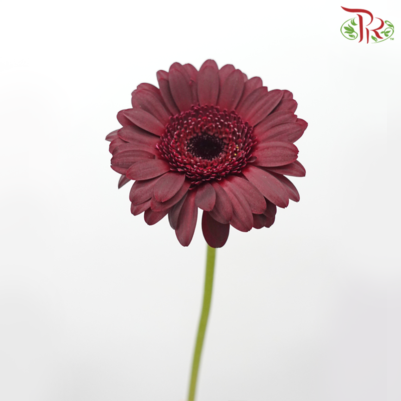 Gerbera Mini - Maroon (5 Stems)-Maroon-Netherland-prflorist.com.my