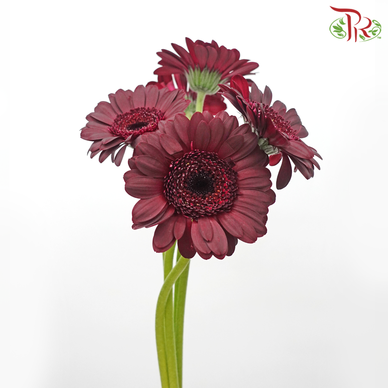 Gerbera Mini - Maroon (5 Stems)-Maroon-Netherland-prflorist.com.my