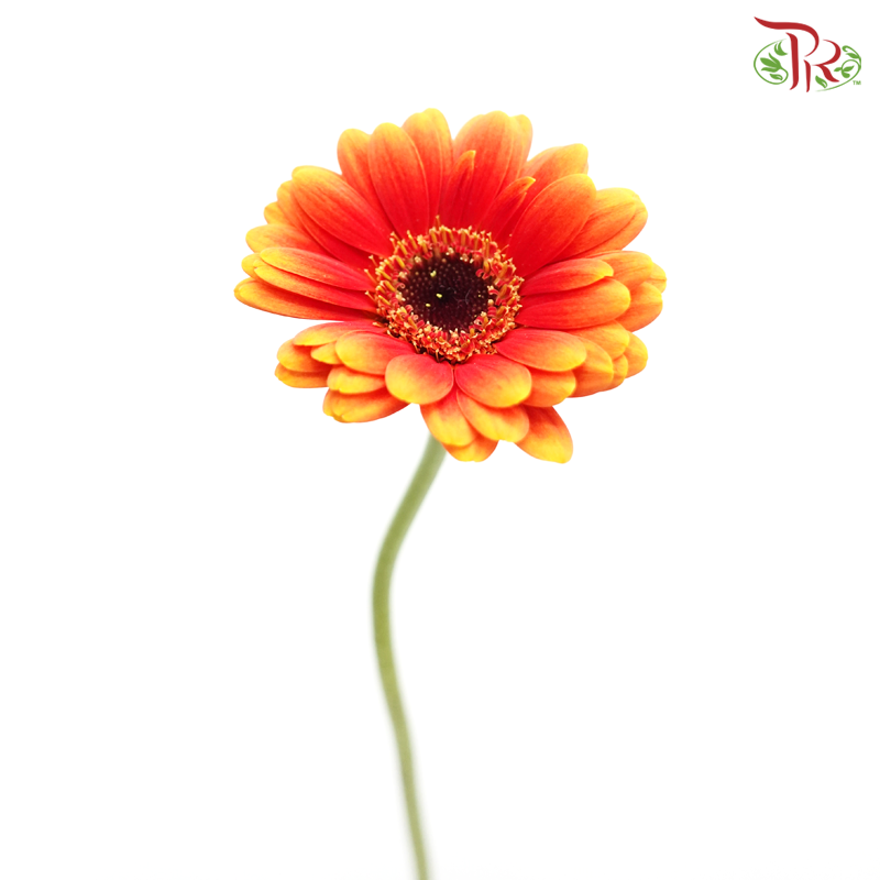 Gerbera Mini - Orange (9-10 Stems)-Orange-China-prflorist.com.my
