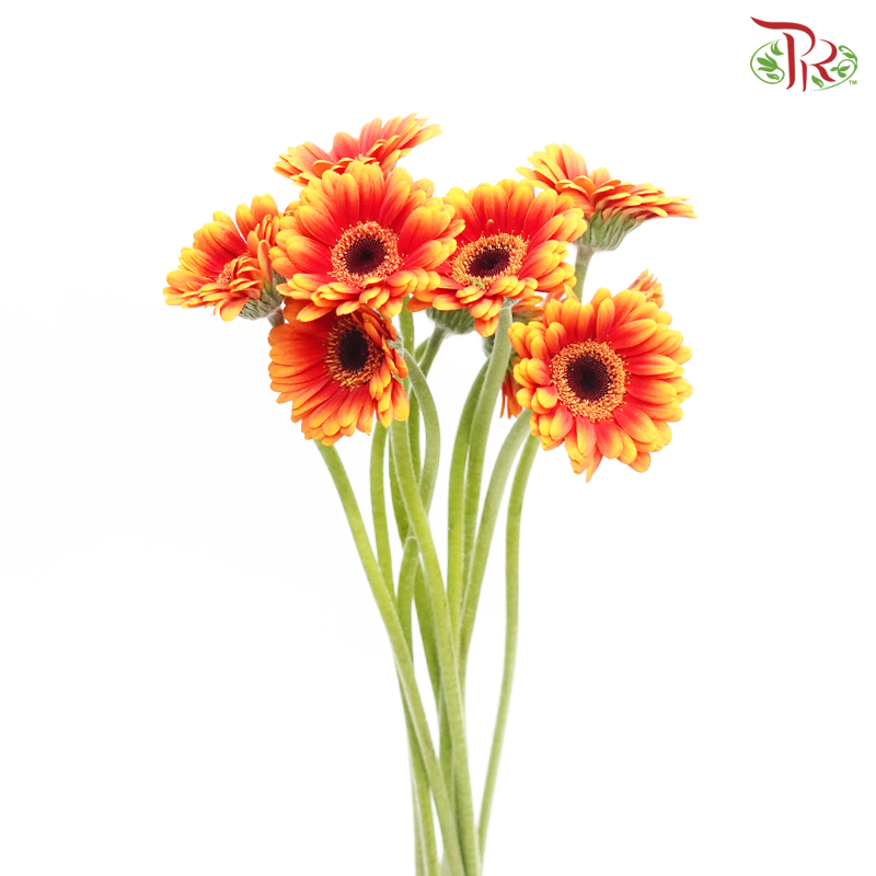 Gerbera Mini - Orange (9-10 Stems)-Orange-China-prflorist.com.my