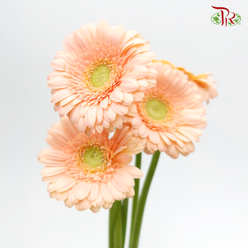 Gerbera Mini - Orange Peach (5 Stems)-Orange-Netherland-prflorist.com.my