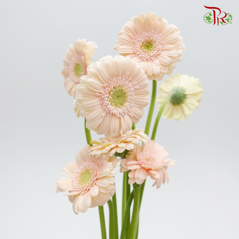Gerbera Mini - Pastel Champagne (5 Stems)-Champagne-Netherland-prflorist.com.my