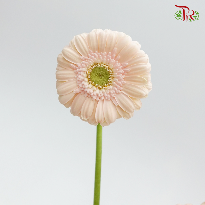 Gerbera Mini - Pastel Champagne (5 Stems)-Champagne-Netherland-prflorist.com.my
