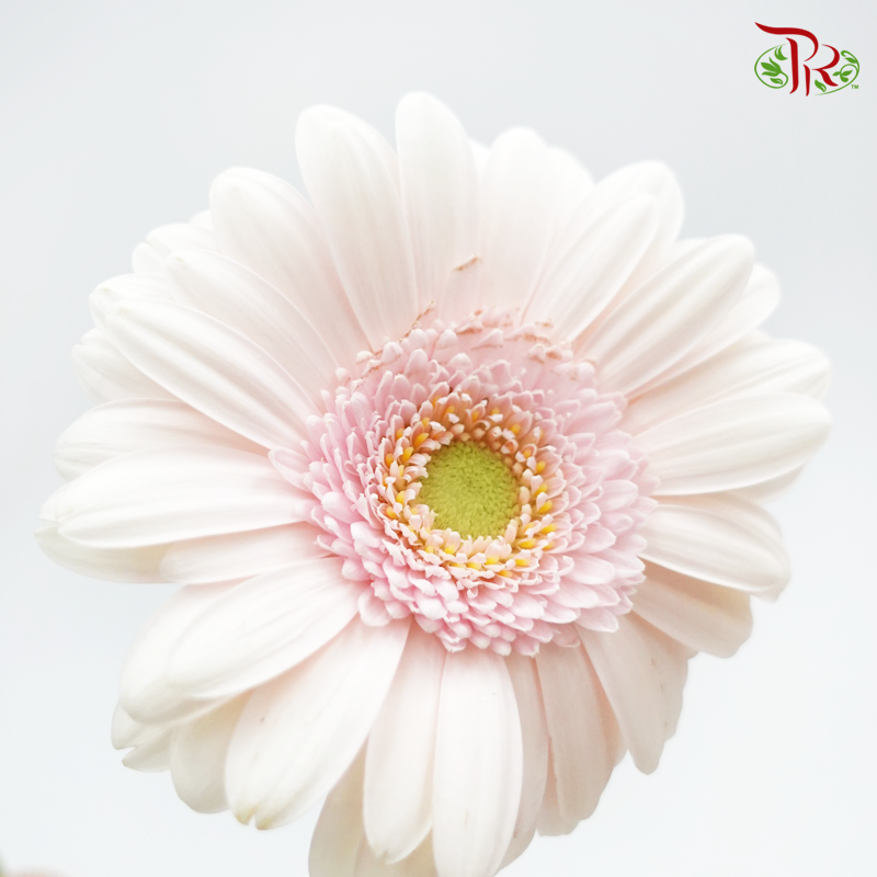 Gerbera Mini - Pastel Pink (5 Stems)-Pink-Netherland-prflorist.com.my
