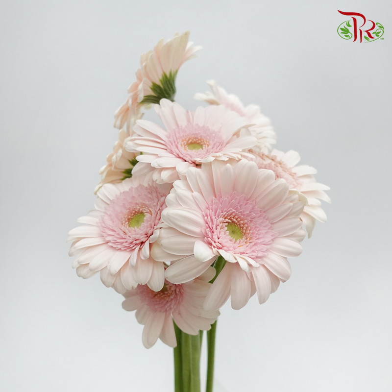 Gerbera Mini - Pastel Pink (5 Stems)-Pink-Netherland-prflorist.com.my