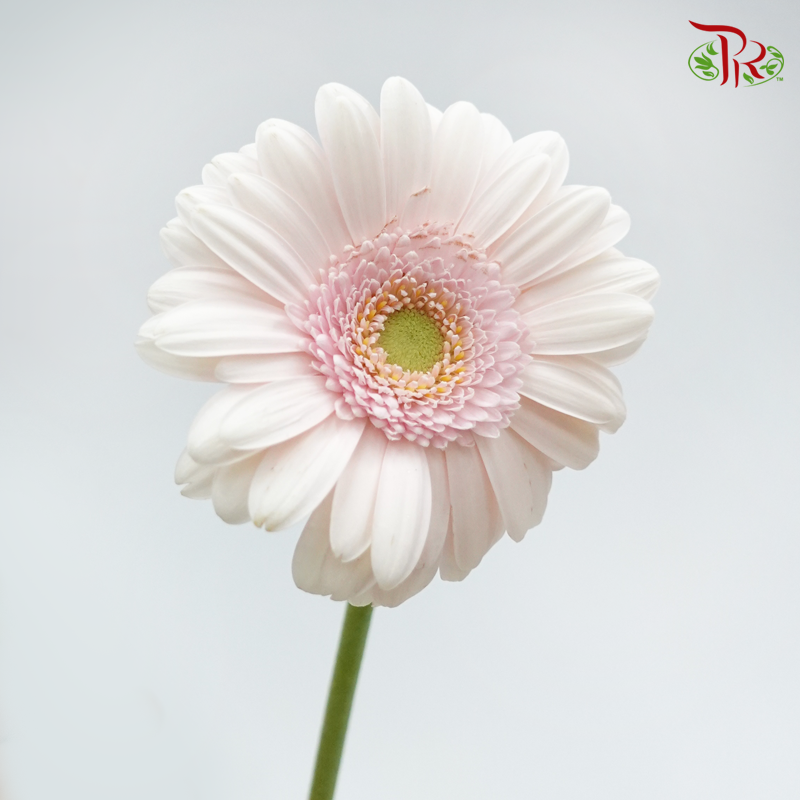 Gerbera Mini - Pastel Pink (5 Stems)-Pink-Netherland-prflorist.com.my