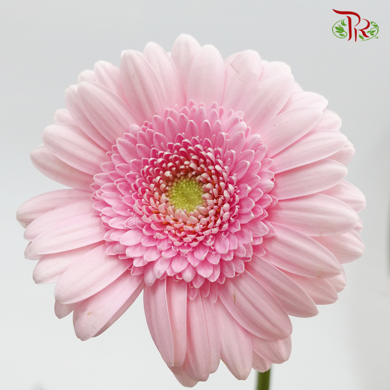 Gerbera Mini - Sweet Pink (5 Stems)-Pink-Netherland-prflorist.com.my