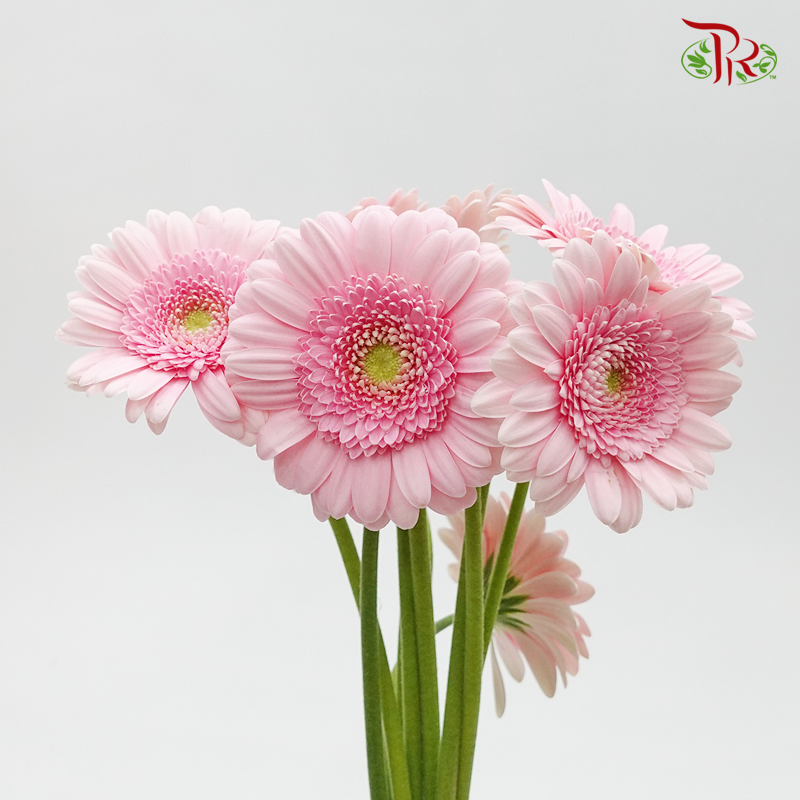 Gerbera Mini - Sweet Pink (5 Stems)-Pink-Netherland-prflorist.com.my