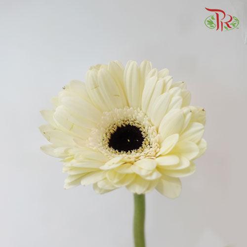 Gerbera Mini - White (9-10 Stems)-White-China-prflorist.com.my