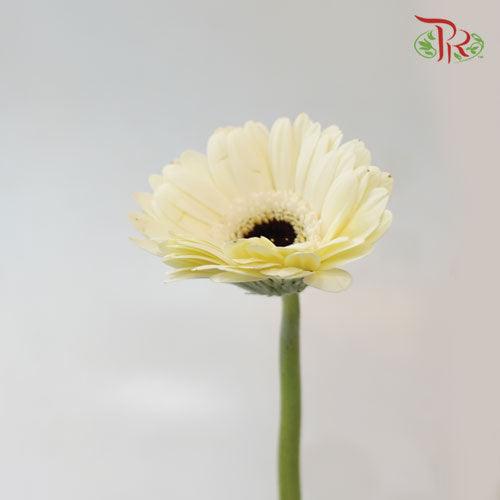 Gerbera Mini - White (9-10 Stems)-White-China-prflorist.com.my