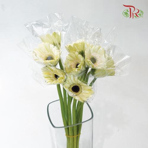 Gerbera Mini - White (9-10 Stems)-White-China-prflorist.com.my