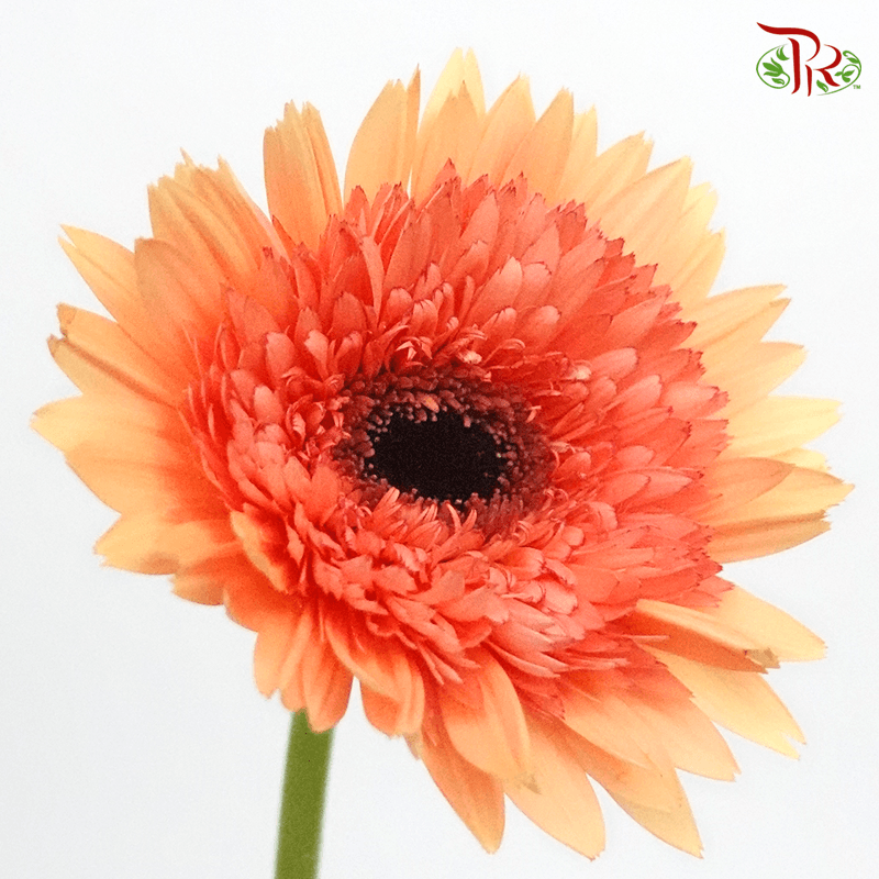 Gerbera - Orange Peach (5 Stems / 10 Stems)-Malaysia-prflorist.com.my