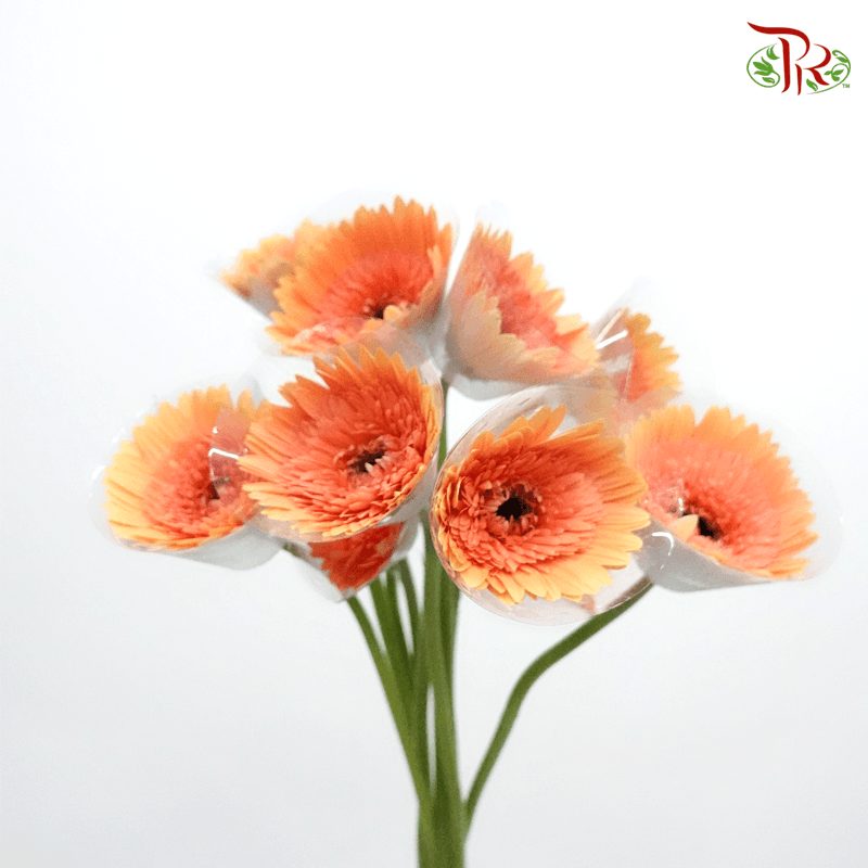 Gerbera - Orange Peach (5 Stems / 10 Stems)-Malaysia-prflorist.com.my