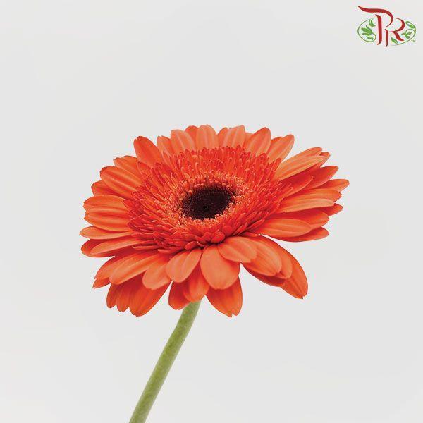 Gerbera - Orange Red (5 Stems / 10 Stems)-Malaysia-prflorist.com.my