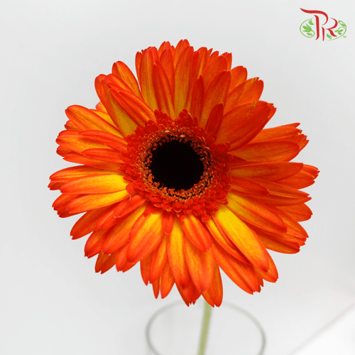Gerbera - Orange Tone (9-10 Stems)-Malaysia-prflorist.com.my