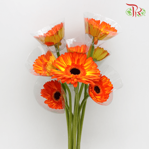 Gerbera - Orange Tone (9-10 Stems)-Malaysia-prflorist.com.my
